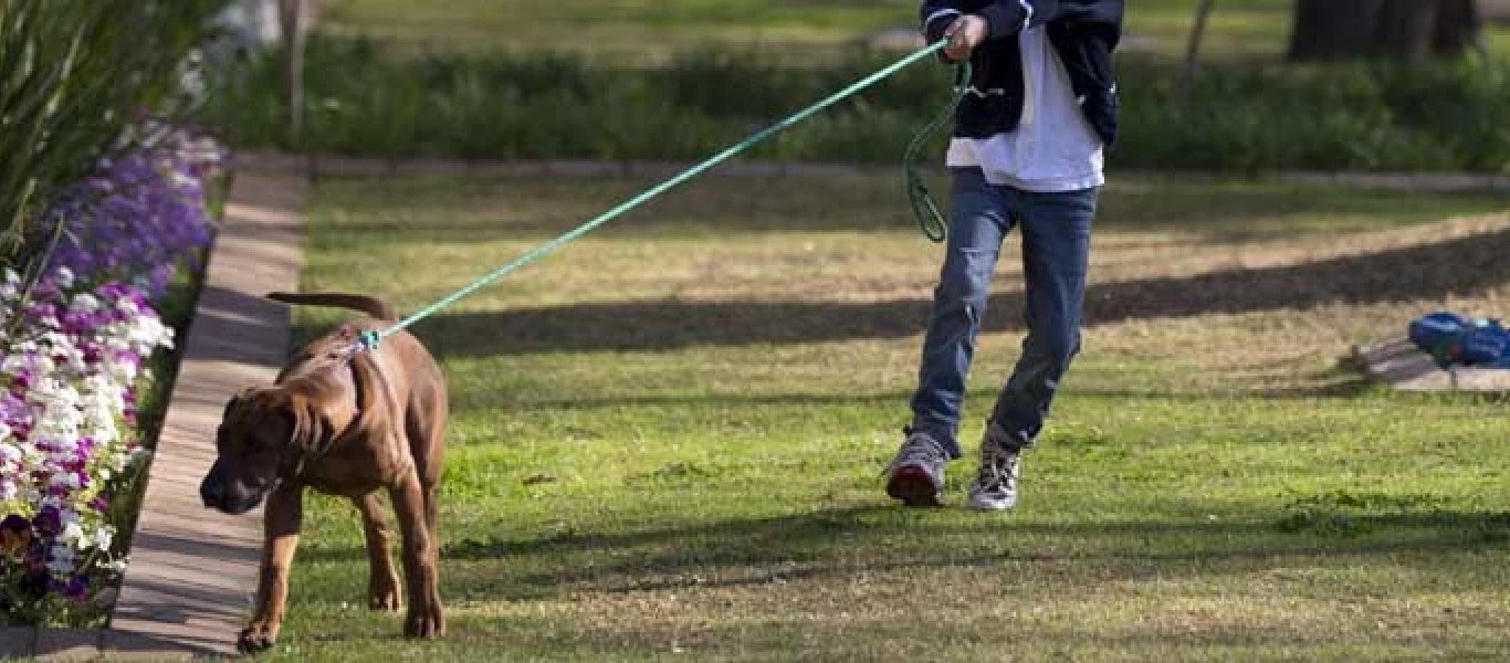 Η καλύτερη γυμναστική είναι μια βόλτα με το σκύλο